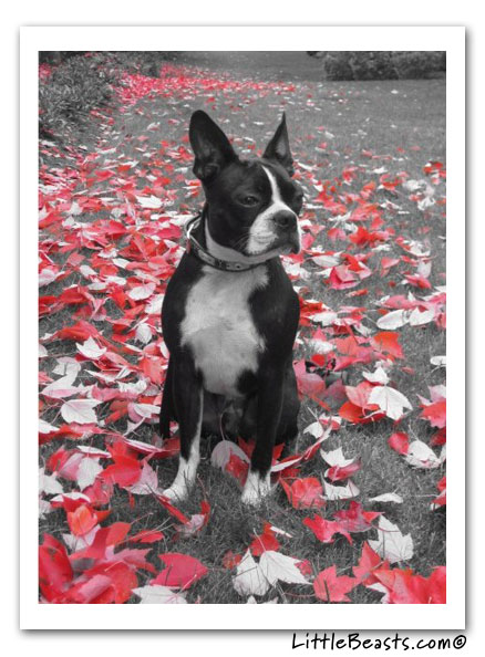 boston terrier photo of the week