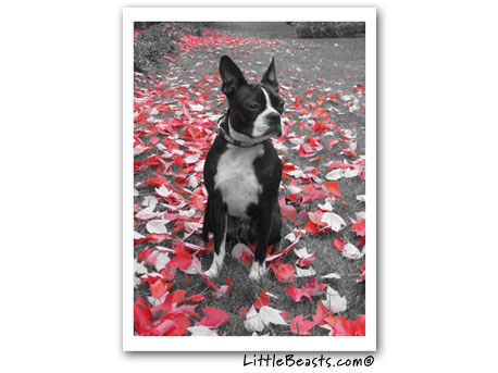 boston terrier photo 