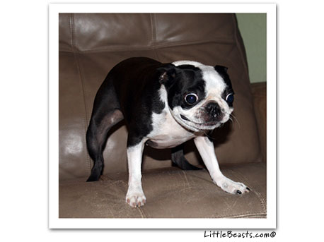 boston terrier photo 