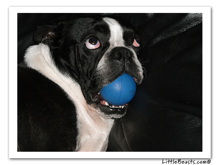 boston terrier photo of the week