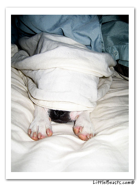 boston terrier photo of the week