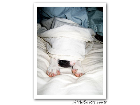 boston terrier photo 