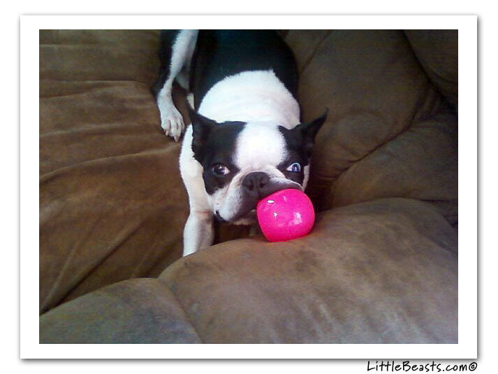 boston terrier photo of the week
