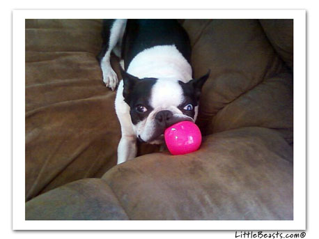 boston terrier photo 