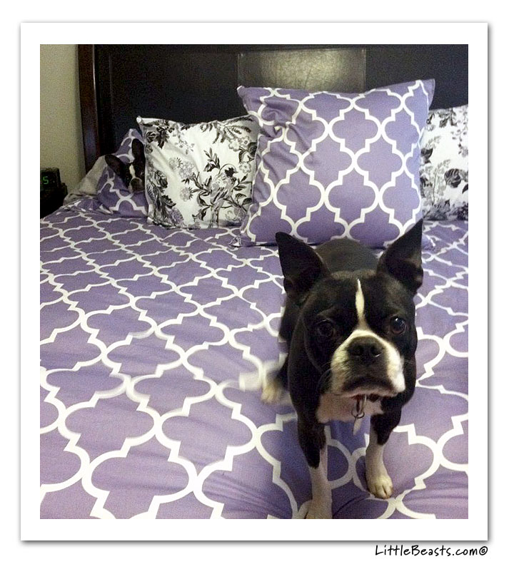 boston terrier photo of the week