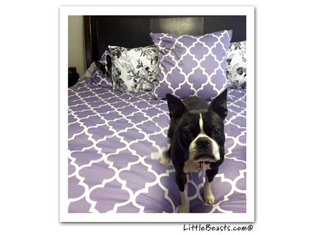 boston terrier photo 