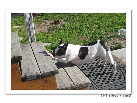 boston terrier photo 