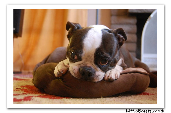 boston terrier photo of the week