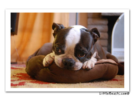 boston terrier photo 