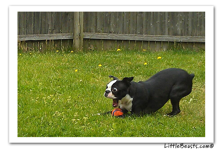 boston terrier photo of the week