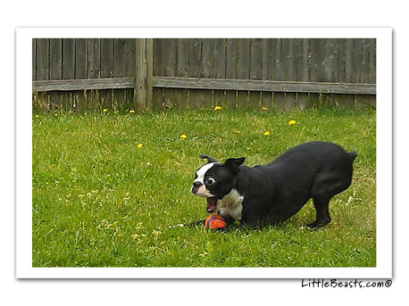 boston terrier photo 