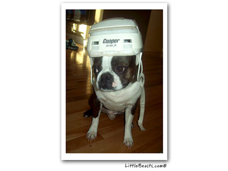 boston terrier photo 