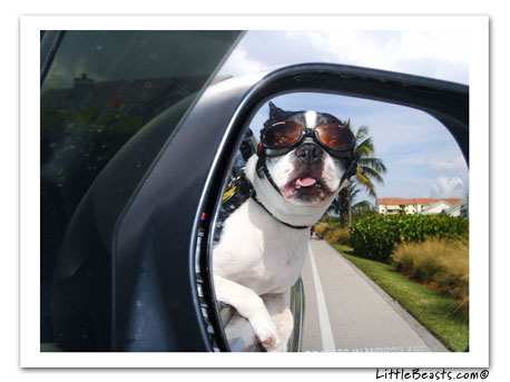 boston terrier photo 