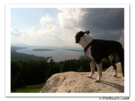 boston terrier photo 