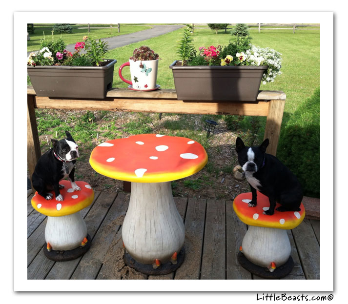 boston terrier photo of the week