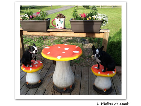 boston terrier photo 