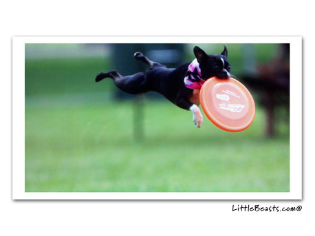 boston terrier photo 