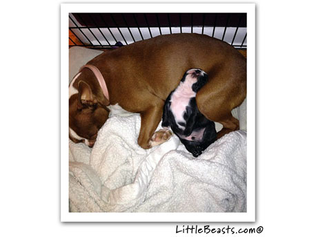 boston terrier photo 