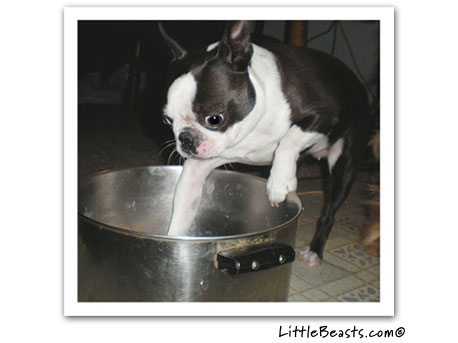 boston terrier photo 