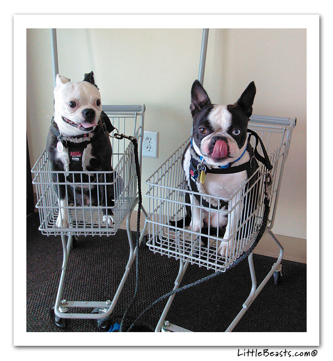 boston terrier photo of the week