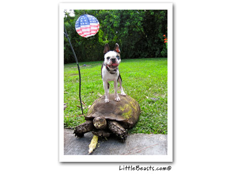 boston terrier photo