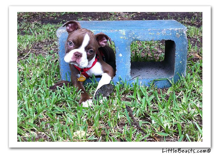 boston terrier photo of the week