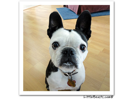 boston terrier photo