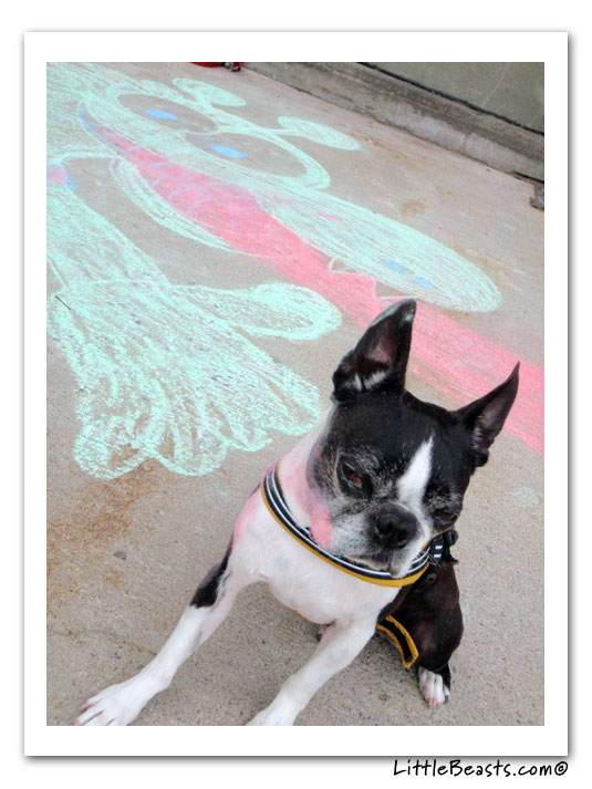 boston terrier photo of the week