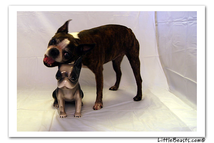 boston terrier photo of the week