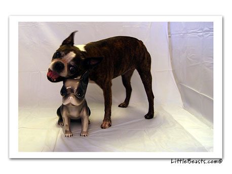 boston terrier photo 