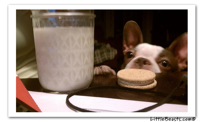 boston terrier photo of the week