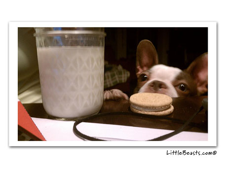boston terrier photo 