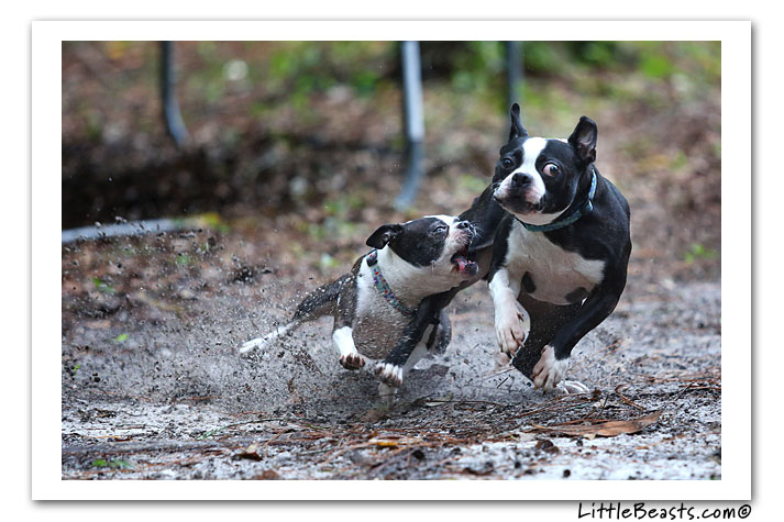 boston terrier photo of the week