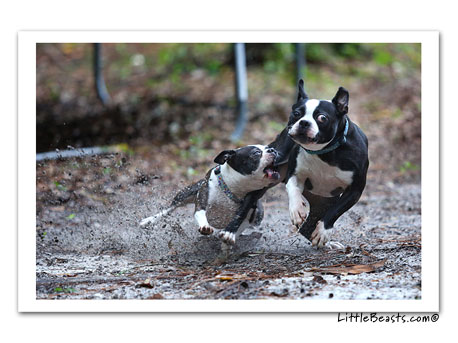 boston terrier photo 