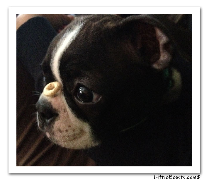 boston terrier photo of the week