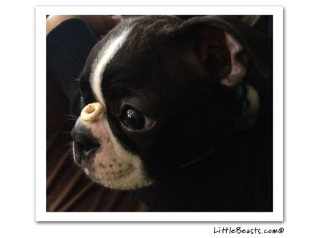 boston terrier photo 