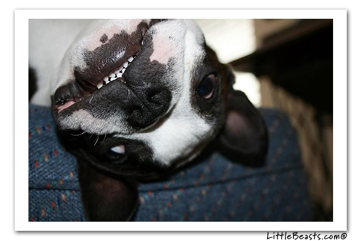 boston terrier photo of the week