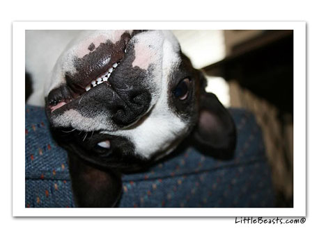 boston terrier photo 