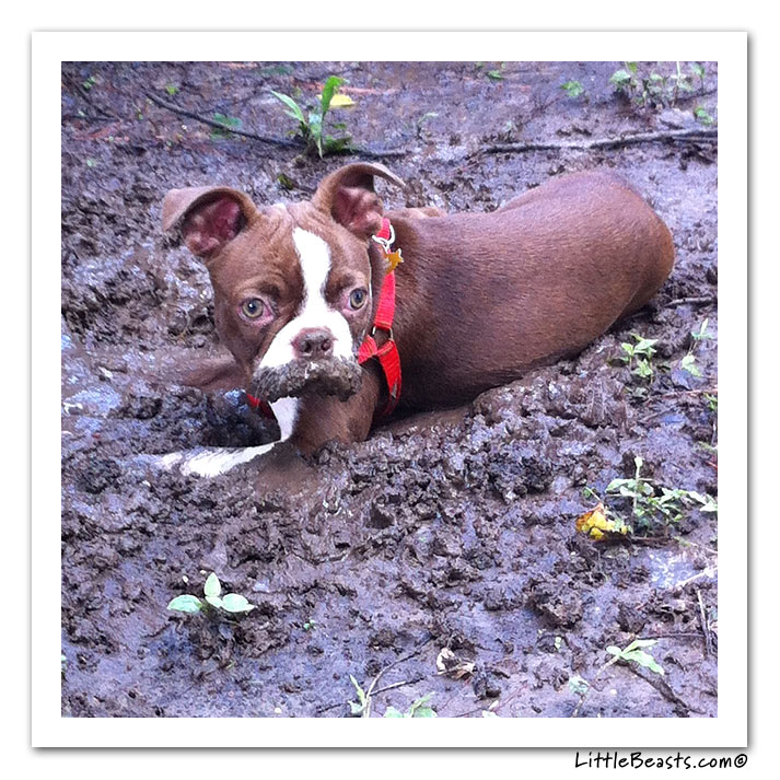 boston terrier photo of the week
