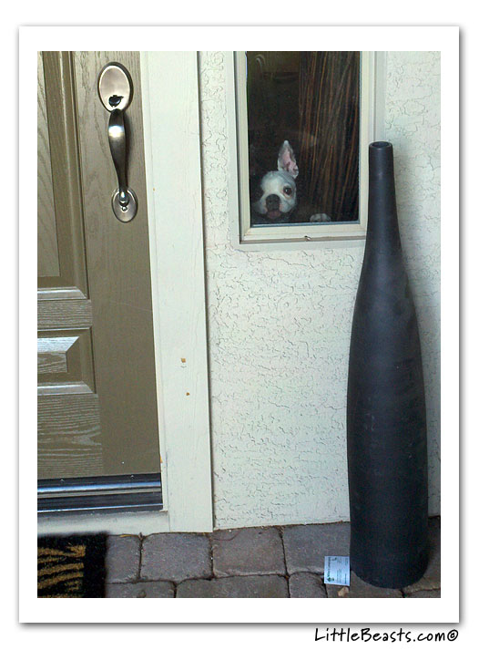 boston terrier photo of the week