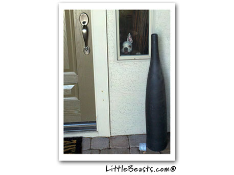 boston terrier photo 