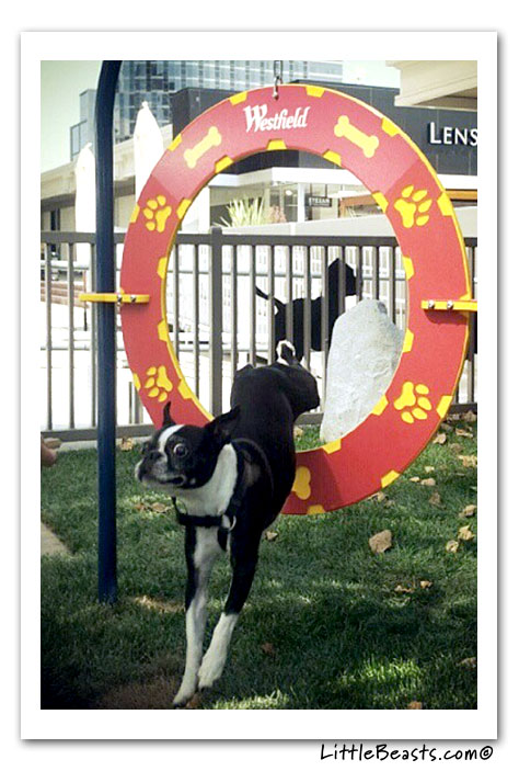 boston terrier photo of the week
