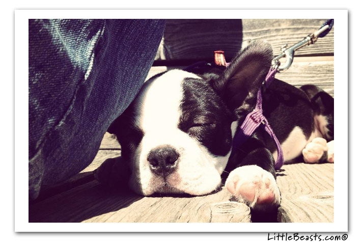 boston terrier photo of the week