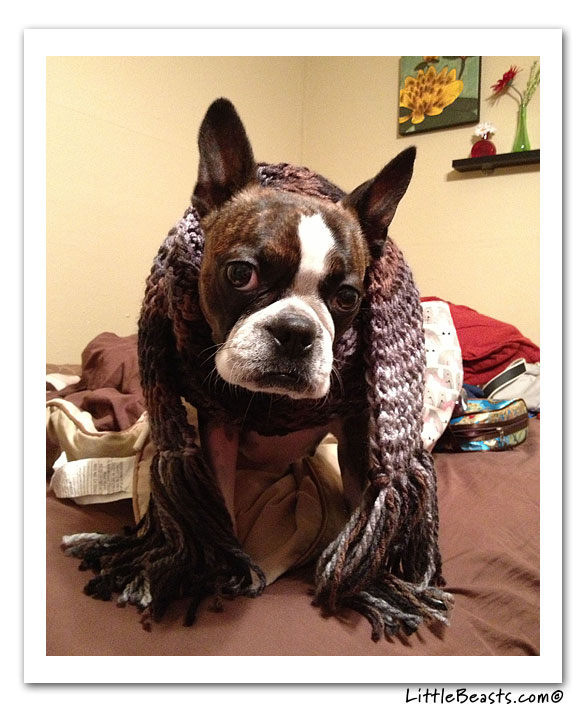 boston terrier photo of the week