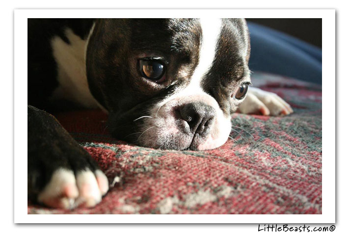 boston terrier photo of the week