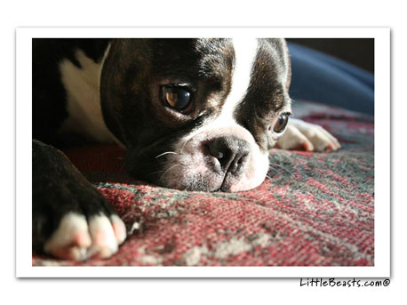 boston terrier photo 