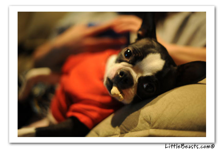 boston terrier photo of the week