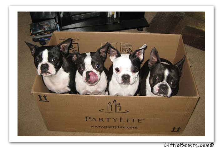 boston terrier photo of the week