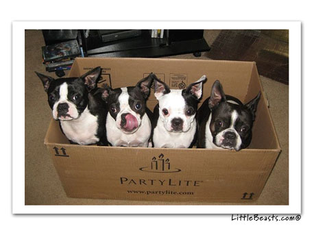 boston terrier photo 