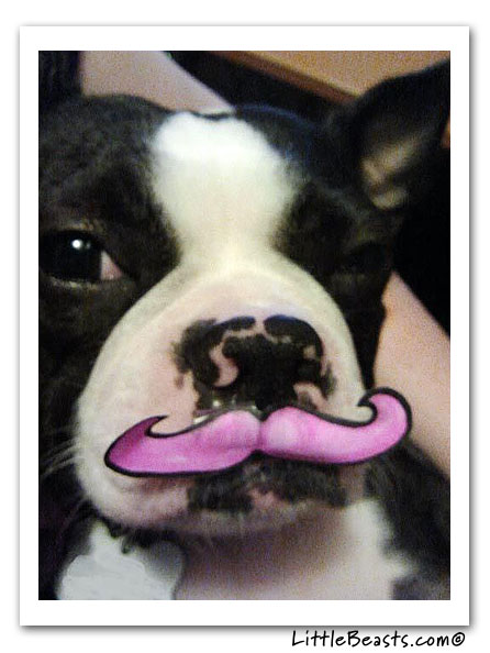 boston terrier photo of the week